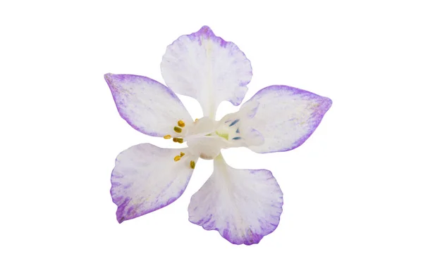 Vacker Äng Blomma Isolerad Vit Bakgrund — Stockfoto