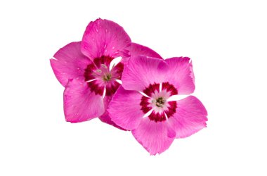 karanfil çiçeği beyaz arkaplanda izole edilmiş