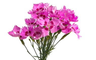 karanfil çiçeği beyaz arkaplanda izole edilmiş