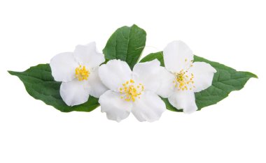 Yasemin çiçekleri beyaz arka planda izole
