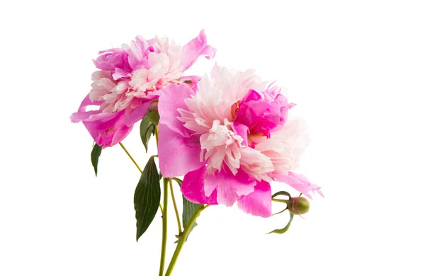 Peony Isolated White Background — Stock Photo, Image