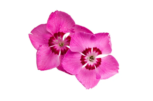 Karafiát Květiny Izolované Bílém Pozadí — Stock fotografie