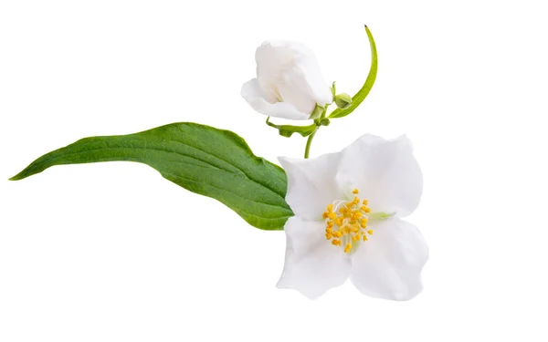 白地に孤立したジャスミンの花 — ストック写真