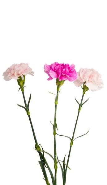 Carnation Flower Isolated White Background — Stock Photo, Image