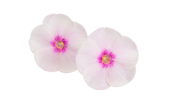 Beautiful Phlox Flowers Isolated White Background — Stock Photo, Image