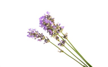 Beyaz arkaplanda lavanta izole edildi