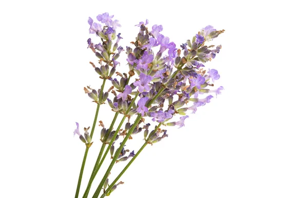 Lavendel Isolerad Vit Bakgrund — Stockfoto