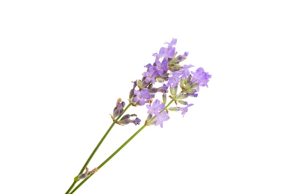 Lavanda Isolada Sobre Fundo Branco — Fotografia de Stock