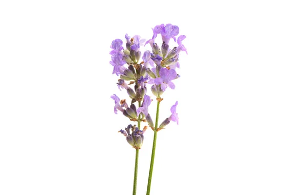 Lavender Diisolasi Latar Belakang Putih — Stok Foto