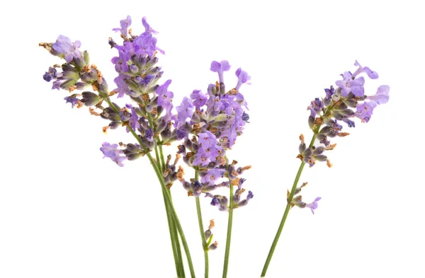 Lavendel Isolerad Vit Bakgrund — Stockfoto