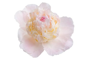 beyaz arkaplanda yalıtılmış şakayık çiçeği