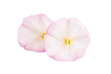 beyaz arkaplanda yosun çiçeği izole