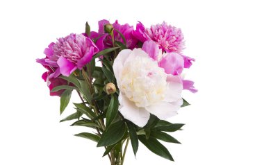 beyaz arkaplanda yalıtılmış şakayık çiçeği