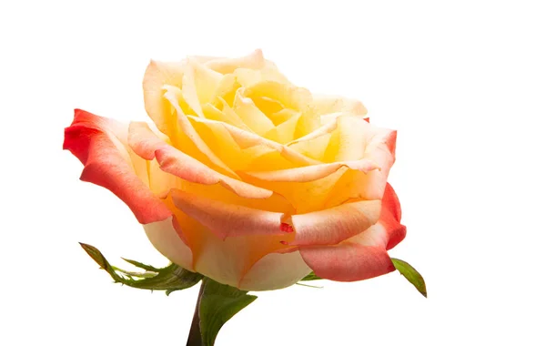 Smetanová Růže Izolované Bílém Pozadí — Stock fotografie