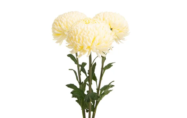 Witte Chrysant Geïsoleerd Witte Achtergrond — Stockfoto