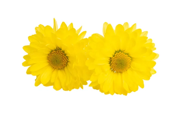 Crisantemo Amarillo Aislado Sobre Fondo Blanco — Foto de Stock