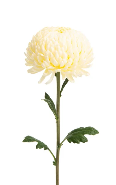 Witte Chrysant Geïsoleerd Witte Achtergrond — Stockfoto