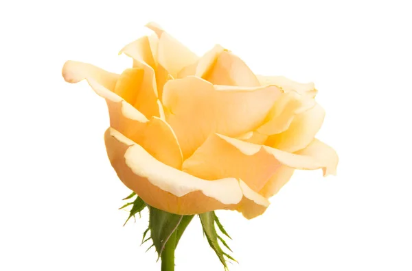 白色背景上孤立的奶油玫瑰 — 图库照片