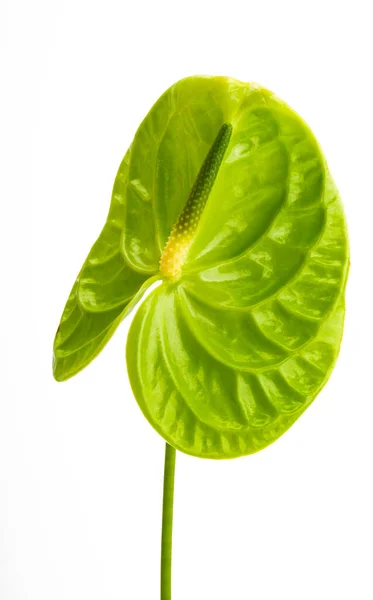 Anthurium Květiny Izolované Bílém Pozadí — Stock fotografie