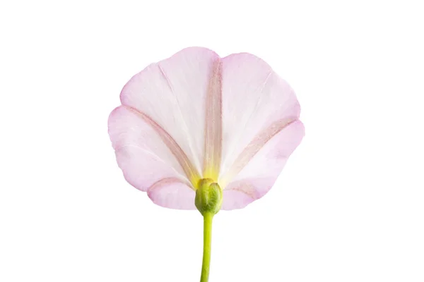 Λουλούδι Bindweed Απομονωμένο Λευκό Φόντο — Φωτογραφία Αρχείου