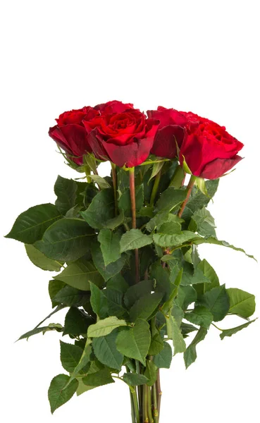 Όμορφα Κόκκινα Τριαντάφυλλα Απομονωμένα Λευκό Φόντο — Φωτογραφία Αρχείου