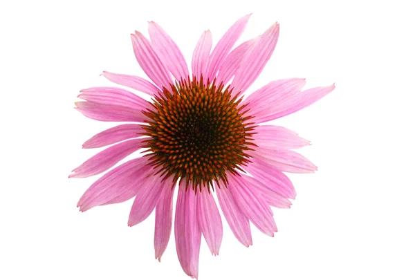 Echinacea Isolerad Vit Bakgrund — Stockfoto