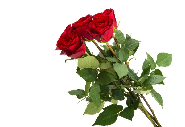 Belle Rose Rosse Isolate Sfondo Bianco — Foto Stock