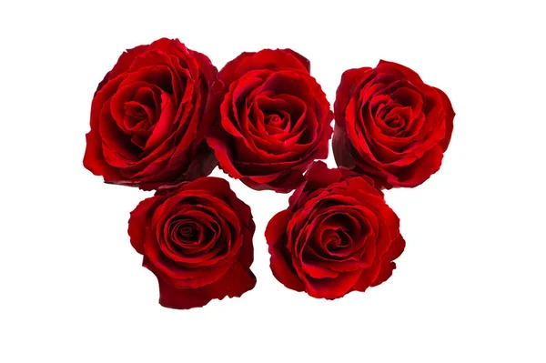 Hermosas Rosas Rojas Aisladas Sobre Fondo Blanco —  Fotos de Stock
