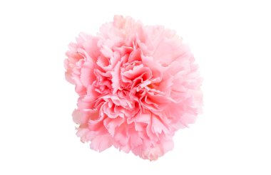 Beyaz arka planda izole edilmiş güzel karanfil.