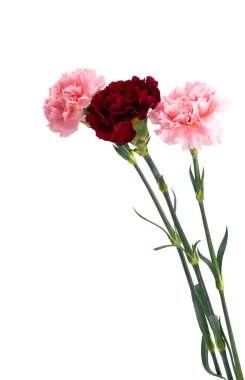 Beyaz arka planda izole edilmiş güzel karanfil.