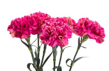 Beyaz arka planda izole edilmiş güzel karanfil.