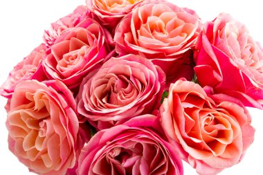 Beyaz arkaplanda izole edilmiş güzel pembe gül