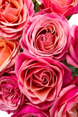 Beyaz arkaplanda izole edilmiş güzel pembe gül