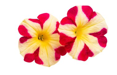 Beyaz zemin üzerinde sarı-kırmızı petunya izole