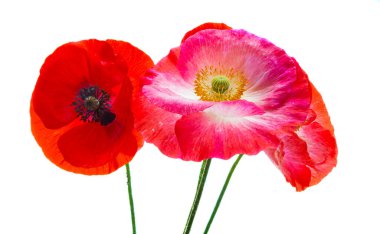 Beyaz arkaplanda izole edilmiş kırmızı haşhaş buketi