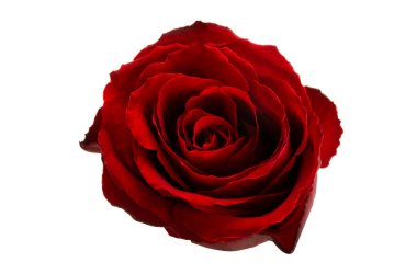 kırmızı gül beyaz arkaplanda izole