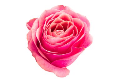 Pembe Gül beyaz arkaplanda izole edildi