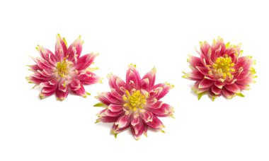 beyaz arkaplanda izole edilmiş aquilegia çiçeği