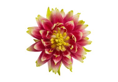 beyaz arkaplanda izole edilmiş aquilegia çiçeği