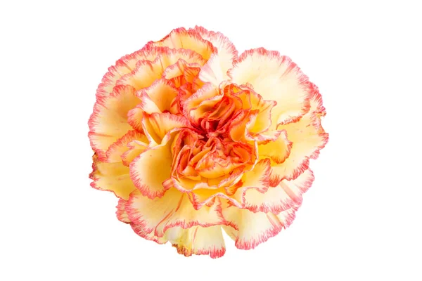 Beautiful Carnation Isolated White Background — Stock Photo, Image