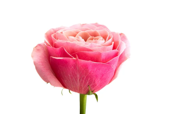 Pink Rose Geïsoleerd Witte Achtergrond — Stockfoto