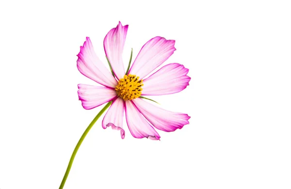 Kosmeya Blume Isoliert Auf Weißem Hintergrund — Stockfoto