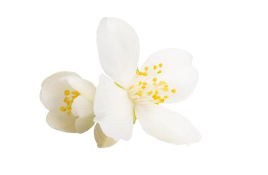 yasemin çiçeği beyaz arkaplanda izole edilmiş