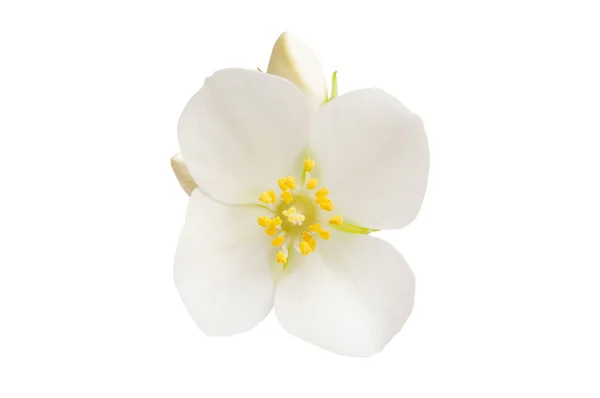 Квітка Жасмину Ізольована Білому Тлі — стокове фото
