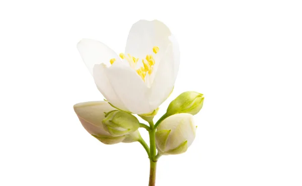 Jasmijnbloem Geïsoleerd Witte Achtergrond — Stockfoto