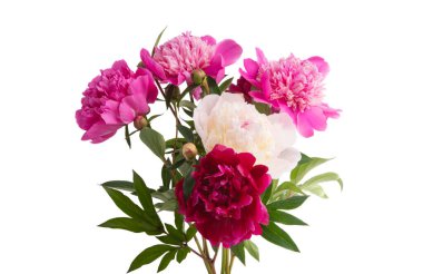 beyaz arkaplanda yalıtılmış şakayık çiçeği