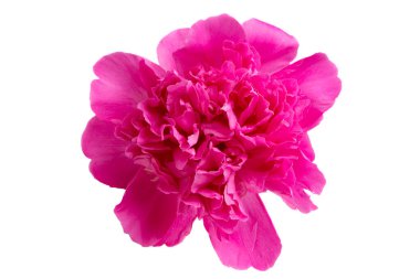 beyaz arkaplanda yalıtılmış şakayık çiçeği