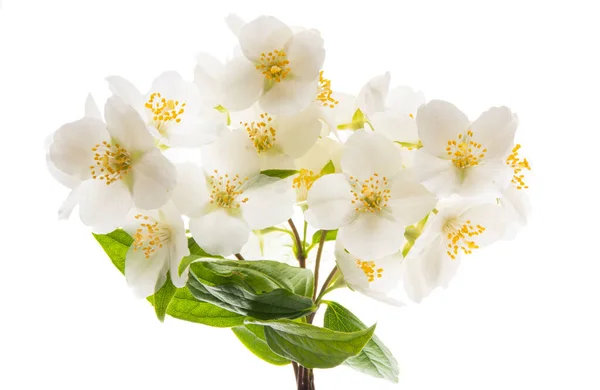 Жасминовый Цветок Белом Фоне — стоковое фото