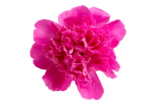 Peony Flower Isolated White Background — Stock Photo, Image