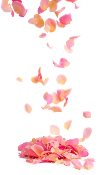 Pink Rose Petals Isolated White Background — Stock Photo, Image